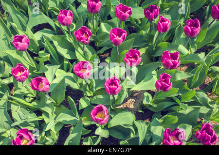 Tulipes violet comme arrière-plan Banque D'Images