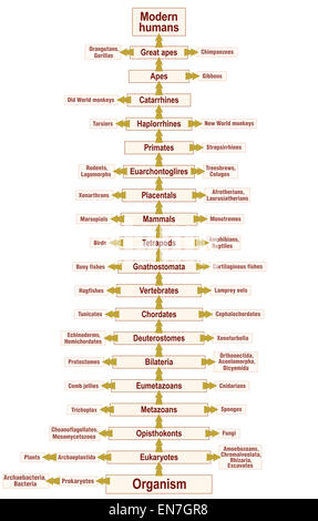 Arbre de vie de l'évolution humaine d'un organisme à l'homme moderne. Banque D'Images