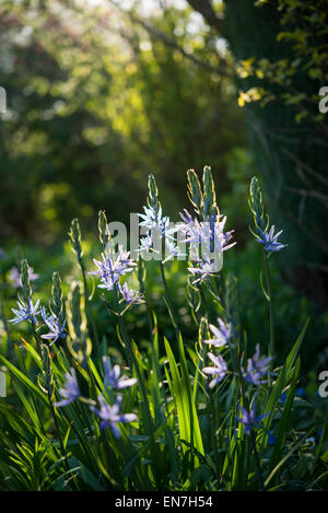 Camassia Leitchlinii avec fleurs bleu brillants dans la lumière du soleil du printemps dans un jardin anglais. Banque D'Images