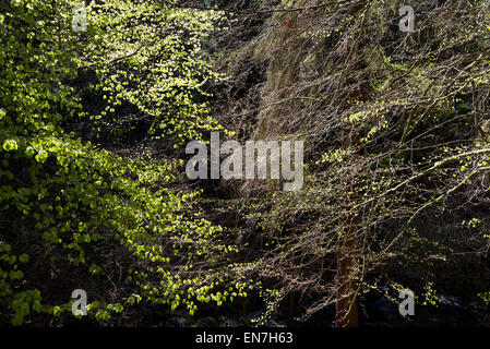 Feuillage de printemps vert vif des hêtres contrastant avec un arrière-plan foncé. Banque D'Images