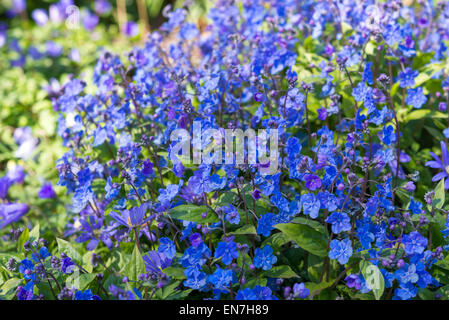 Omphalodes Cappadocica Ingram 'Cherry'. Une courte floraison printanière vivace à fleurs bleu profond. Banque D'Images