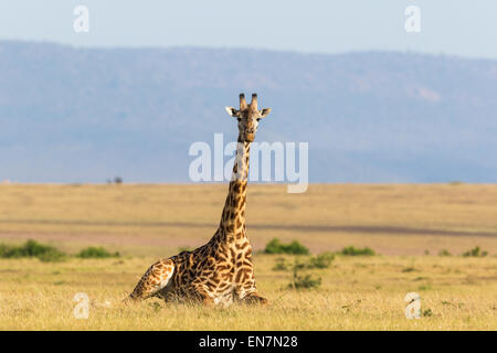 Girafe couchée sur le paysage de savane Banque D'Images