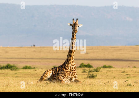 Girafe couchée sur le Masai Mara dans savannah Banque D'Images