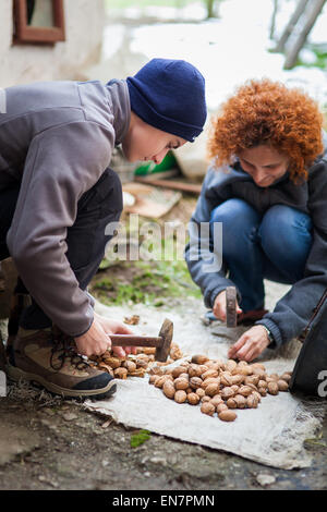 Famille de fermiers écraser les noix avec des marteaux en plein air Banque D'Images