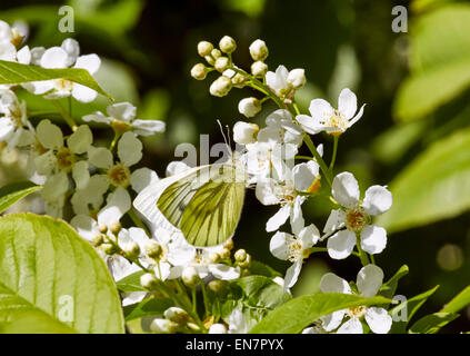 Papillon blanc veiné de vert se nourrissant de fleurs de cerisier d'oiseaux. Hurst Meadows, West Molesey, Surrey, Angleterre. Banque D'Images