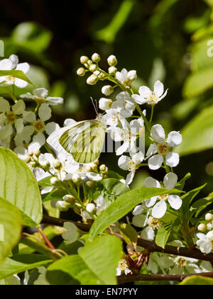 Papillon blanc veiné de vert se nourrissant de fleurs de cerisier d'oiseaux. Hurst Meadows, West Molesey, Surrey, Angleterre. Banque D'Images