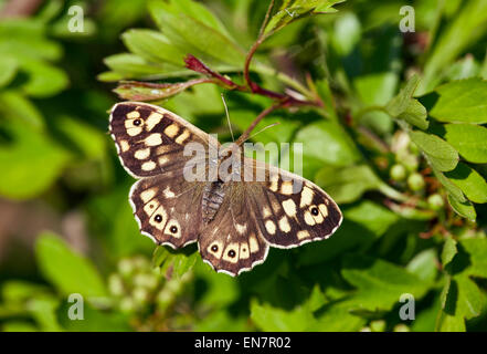 Papillon Bois moucheté reposant sur une feuille d'aubépine. Hurst Meadows, West Molesey, Surrey, Angleterre. Banque D'Images