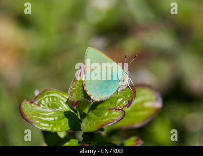 Papillon Porte-queue verte. Sheepleas, Dorking, Surrey, Angleterre. Banque D'Images