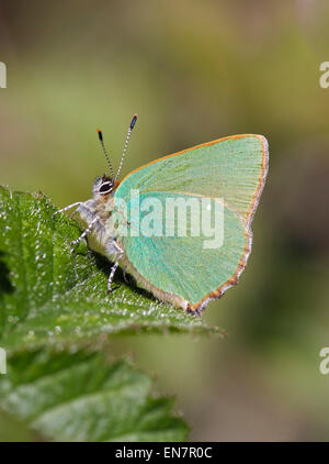 Papillon Porte-queue verte. Sheepleas, Dorking, Surrey, Angleterre. Banque D'Images