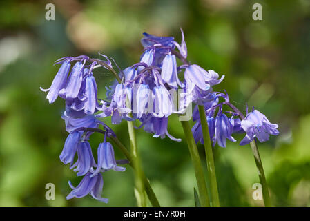 Bluebells floraison. Hurst Meadows, West Molesey, Surrey, Angleterre. Banque D'Images