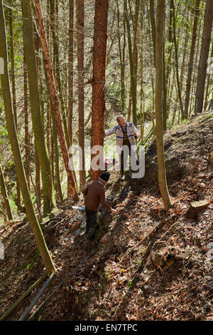 Les agriculteurs de bûcherons à couper des arbres pour le bois ou bois de chauffage Banque D'Images