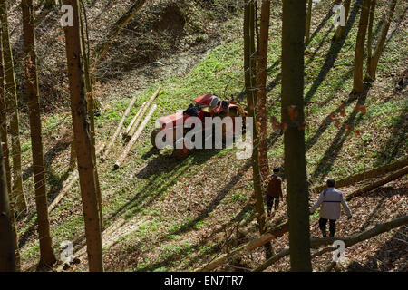 Les agriculteurs de l'exploitation forestière à l'aide d'un tracteur pour faire tomber coupé des arbres dans une forêt Banque D'Images