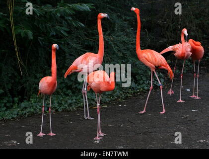 Groupe d'American ou feisty Caraïbes flamants roses (Phoenicopterus ruber) Banque D'Images