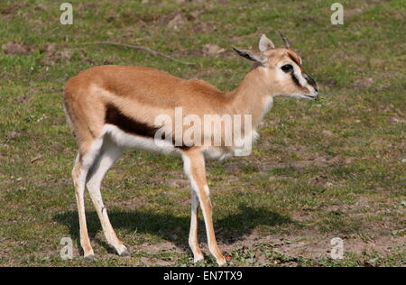 La gazelle de Thomson de l'Afrique de l'ast (Eudorcas thomsonii, Gazella thomsoni) Banque D'Images