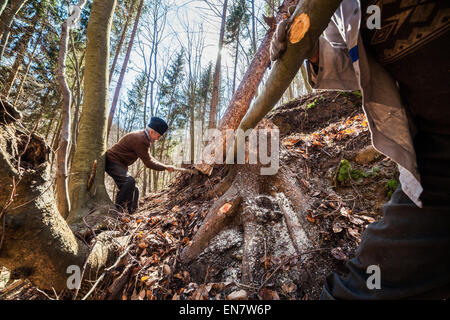 Vieux bûcheron essayant d'abattre un arbre scié avec un guindeau et man power Banque D'Images