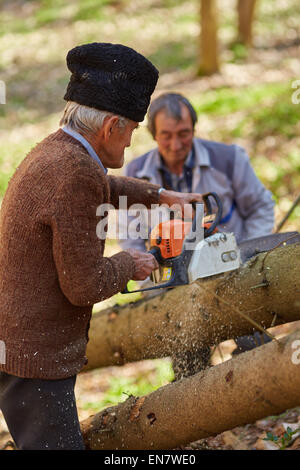 Les agriculteurs de bûcherons à couper des arbres pour le bois ou bois de chauffage Banque D'Images