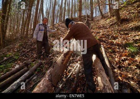 Les agriculteurs de bûcherons à couper des arbres pour le bois ou bois de chauffage Banque D'Images