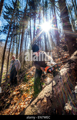 Les agriculteurs de bûcherons à couper des arbres pour le bois ou bois de chauffage Banque D'Images