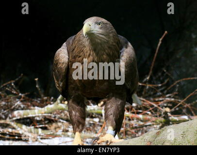 Européenne femelle Pygargue à queue blanche (Haliaeetus albicilla) sur le nid Banque D'Images