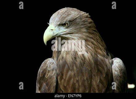 Européenne femelle Pygargue à queue blanche (Haliaeetus albicilla) portrait Banque D'Images