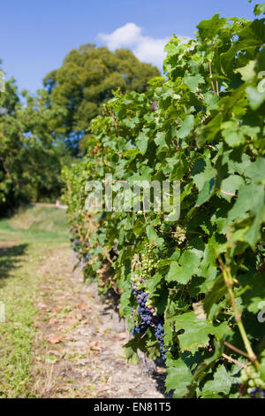 Raisins sur la vigne dans un vignoble près de Restigne, dans la vallée de la Loire France Banque D'Images