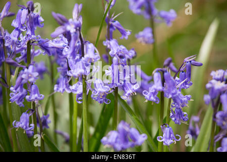 Des touffes de plus en plus sauvages English bluebells dans un bois de Bentley, près de Atherstone, North Warwickshire. Banque D'Images