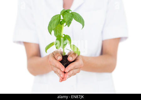 Scientist holding plant de basilic Banque D'Images