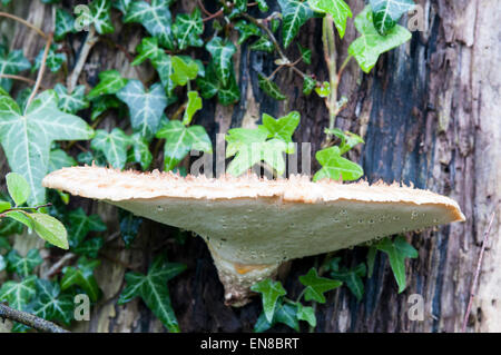 Champignon - Dryad's selle - croissant sur une souche d'arbre Banque D'Images