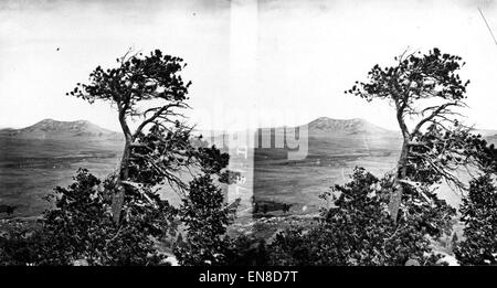 L'étude sur l'arbre tableland, près de Palmer Lake, comté d'El Paso Banque D'Images