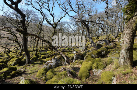 Black a Tor Copse à Dartmoor National Park. Chêne de haute altitude à l'Ouest sur la rivière Okement. Les roches de granit, lichens et mousses. Banque D'Images