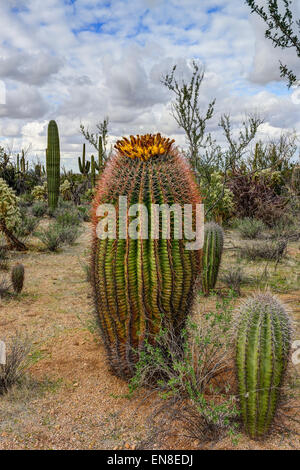 Fishhook barrel cactus, saguaro national park, az Banque D'Images
