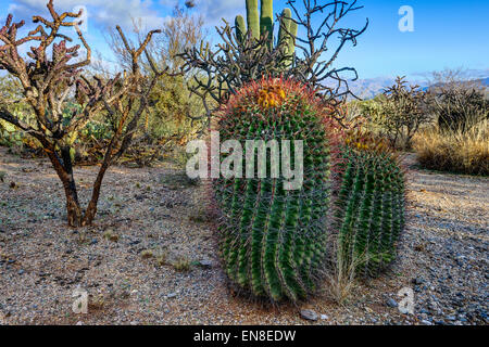 Fishhook barrel cactus, saguaro national park, az Banque D'Images