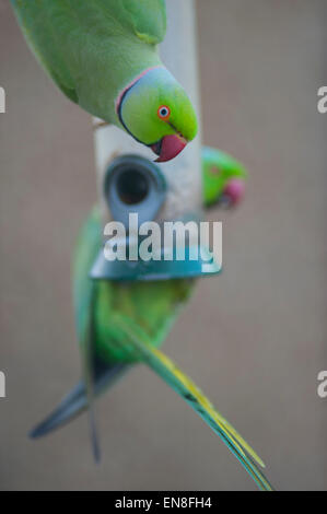 Wimbledon, Londres, Royaume-Uni. 29 avril 2015. Le seul perroquet naturalisé et le fléau de la banlieue de Londres des jardins, un groupe de perruches à collier Anneau d'arriver à une mangeoire de jardin en début de soirée le vider dans l'espace de 2 heures. Credit : Malcolm Park editorial/Alamy Live News Banque D'Images