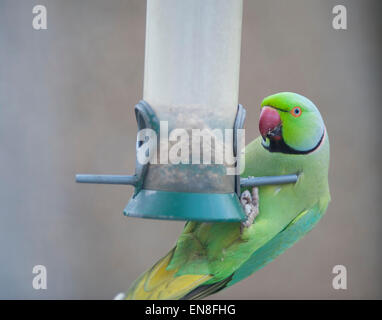 Wimbledon, Londres, Royaume-Uni. 29 avril 2015. Le seul perroquet naturalisé et le fléau de la banlieue de Londres des jardins, un groupe de perruches à collier Anneau d'arriver à une mangeoire de jardin en début de soirée le vider dans l'espace de 2 heures. Credit : Malcolm Park editorial/Alamy Live News Banque D'Images
