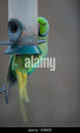 Wimbledon, Londres, Royaume-Uni. 29 avril 2015. Le seul perroquet naturalisé et le fléau de la banlieue de Londres des jardins, un groupe de perruches à collier Anneau d'arriver à une mangeoire de jardin en début de soirée le vider dans l'espace de 2 heures. Credit : Malcolm Park editorial/Alamy Live News Banque D'Images