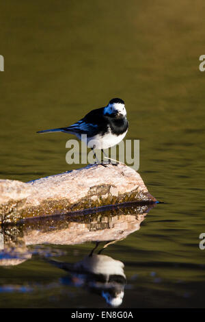 Un pied bergeronnette (Motocilla alba) au bord d'une petite piscine. L'oiseau se reflète dans la surface des eaux. Banque D'Images