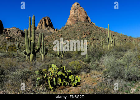 Saguaro cactus, Carnegiea gigantea à forêt nationale de tonto, az Banque D'Images