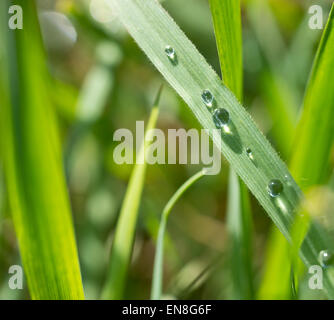 De l'herbe avec des gouttes d'eau, profondeur de champ Banque D'Images