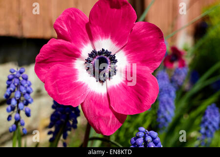 Mona Lisa anémone coronaria rose fleur dans un jardin au Royaume-Uni Banque D'Images