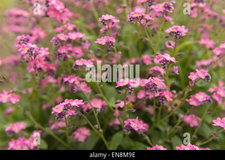 Seul bouquet de fleurs de rose bonbon forget-me-fleurs pas contre une mer de fleurs en arrière-plan Banque D'Images