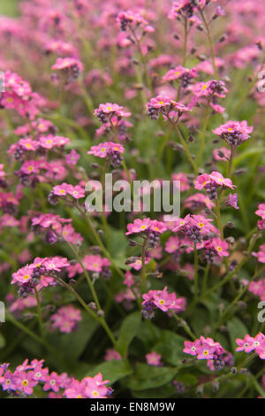 Seul bouquet de fleurs de rose bonbon forget-me-fleurs pas contre une mer de fleurs en arrière-plan Banque D'Images