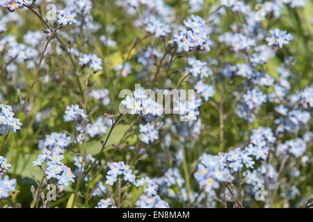 Seul bouquet de fleurs de forget-me-fleurs pas contre une mer de fleurs en arrière-plan Banque D'Images