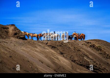 Garut, Indonésie. Le 08 février, 2013. Certaines personnes avec son cheval prend un repos sur le sable à proximité Le Mont Bromo, le pic volcanique spectaculaire qui est situé en haut des montagnes de l'Indonésie Tengger. © Garry Andrew Lotulung/Pacific Press/Alamy Live News Banque D'Images