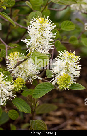 Fleurs de Printemps bleu-gris de l'arbuste à feuilles caduques, foliaged Fothergilla x intermedia 'Blue Shadow' Banque D'Images