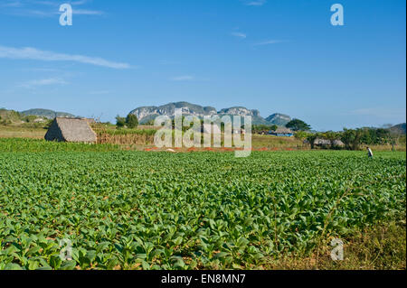 Paysage horizontal d'une plantation de tabac dans la région de Vinales. Banque D'Images