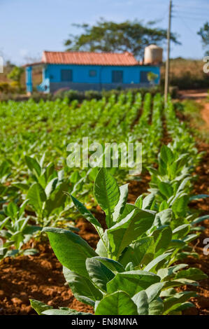 Vue verticale d'une plantation de tabac dans la région de Vinales. Banque D'Images