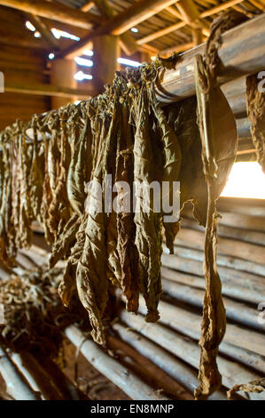 Vue verticale à l'intérieur d'une porcherie au séchage du tabac dans une ferme de Vinales. Banque D'Images