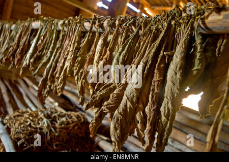 Vue horizontale à l'intérieur d'une porcherie au séchage du tabac dans une ferme de Vinales. Banque D'Images