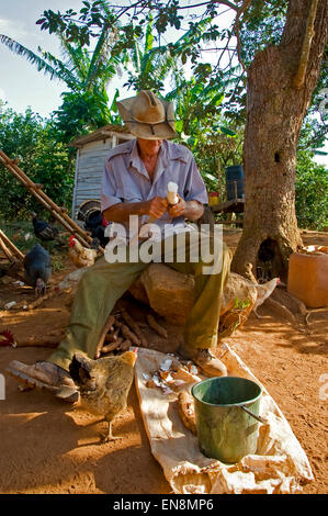 Vue verticale d'un vieux paysan de la préparation à l'arrowroot à Vinales. Banque D'Images