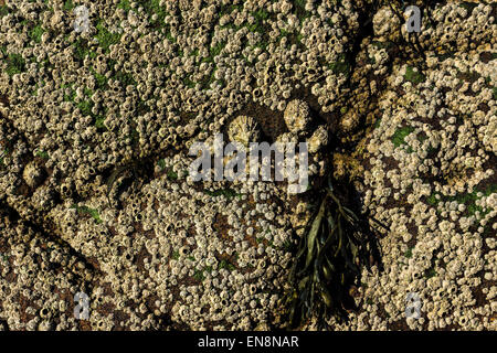 Les balanes sur un rocher. Banque D'Images